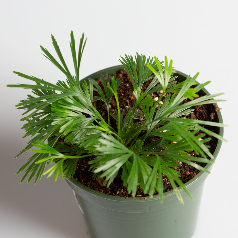 Fern 'Eyelash' 4" - Urban Sprouts