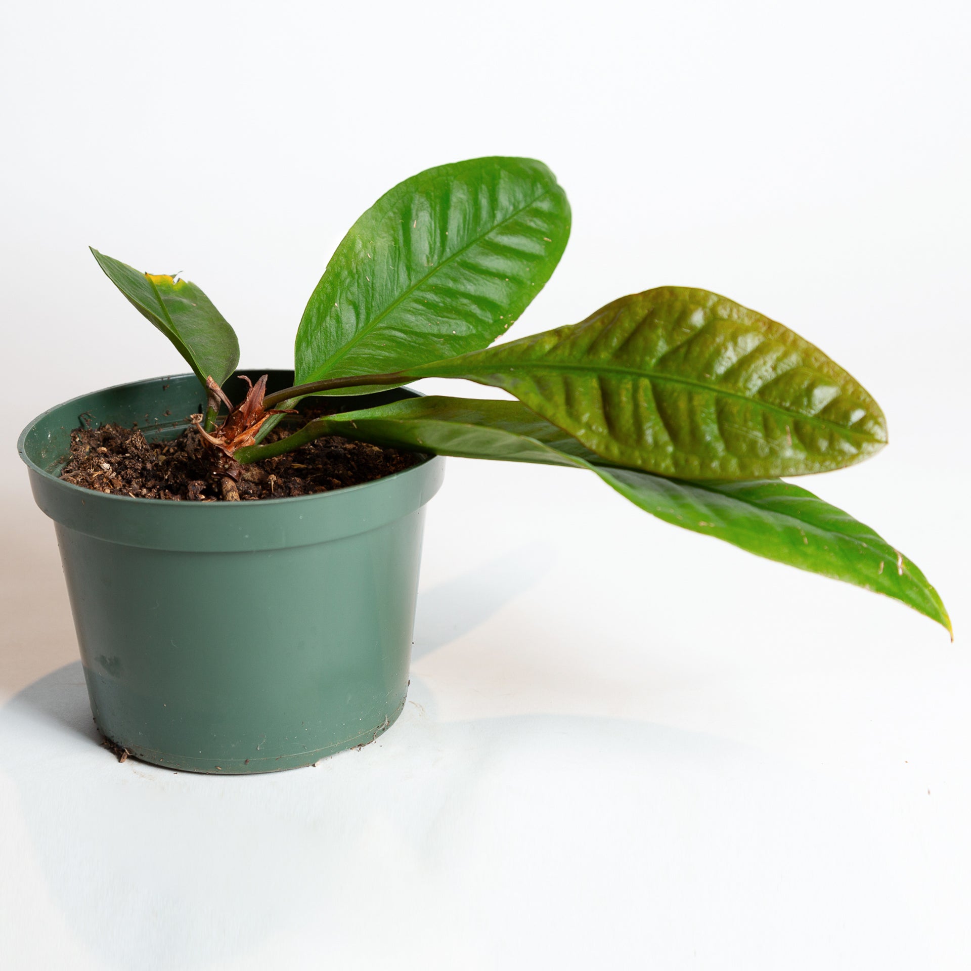 bird's nest anthurium superbum Flamingo Flower 'Bird's Nest' 6