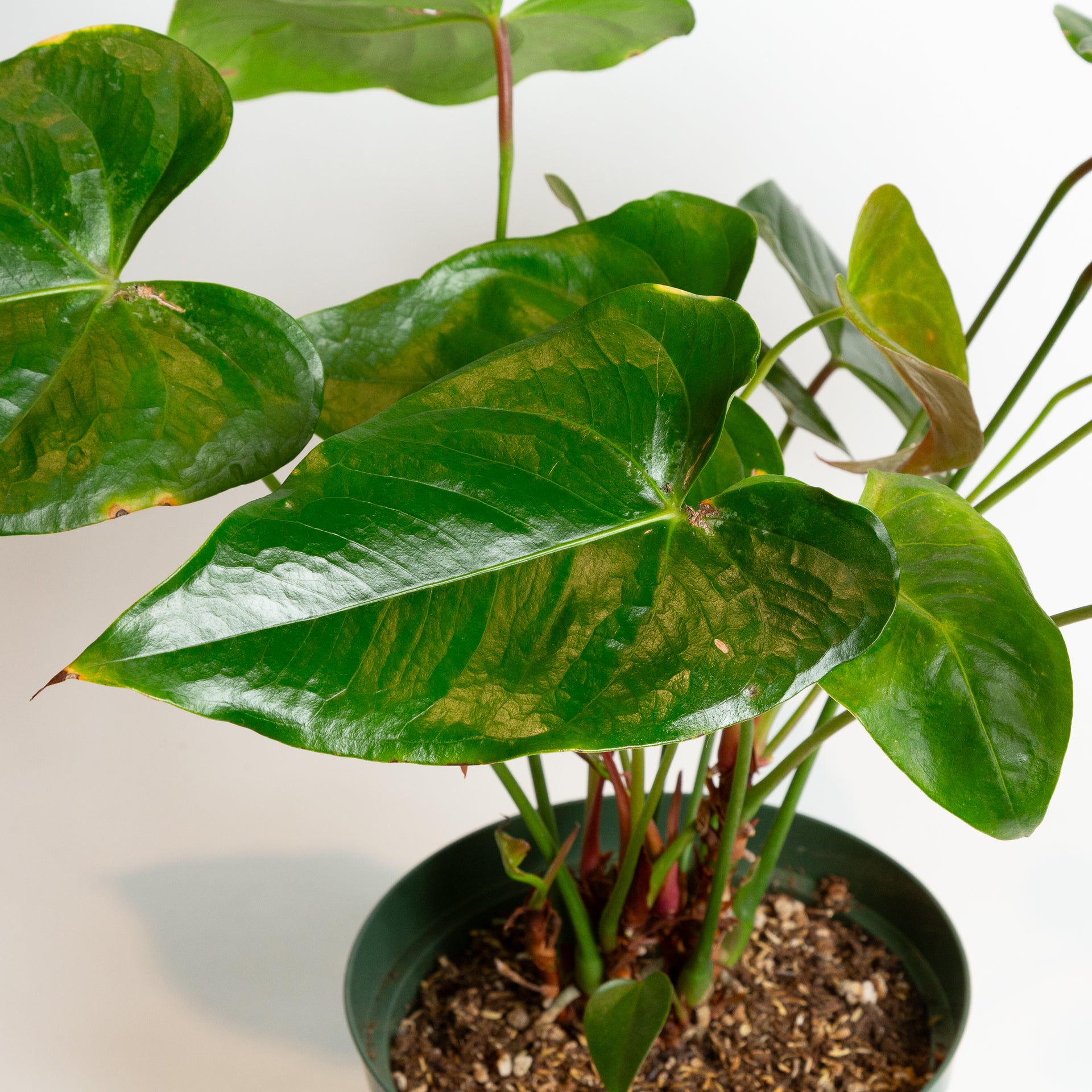 Flamingo Flower 'Oaxaca' 8
