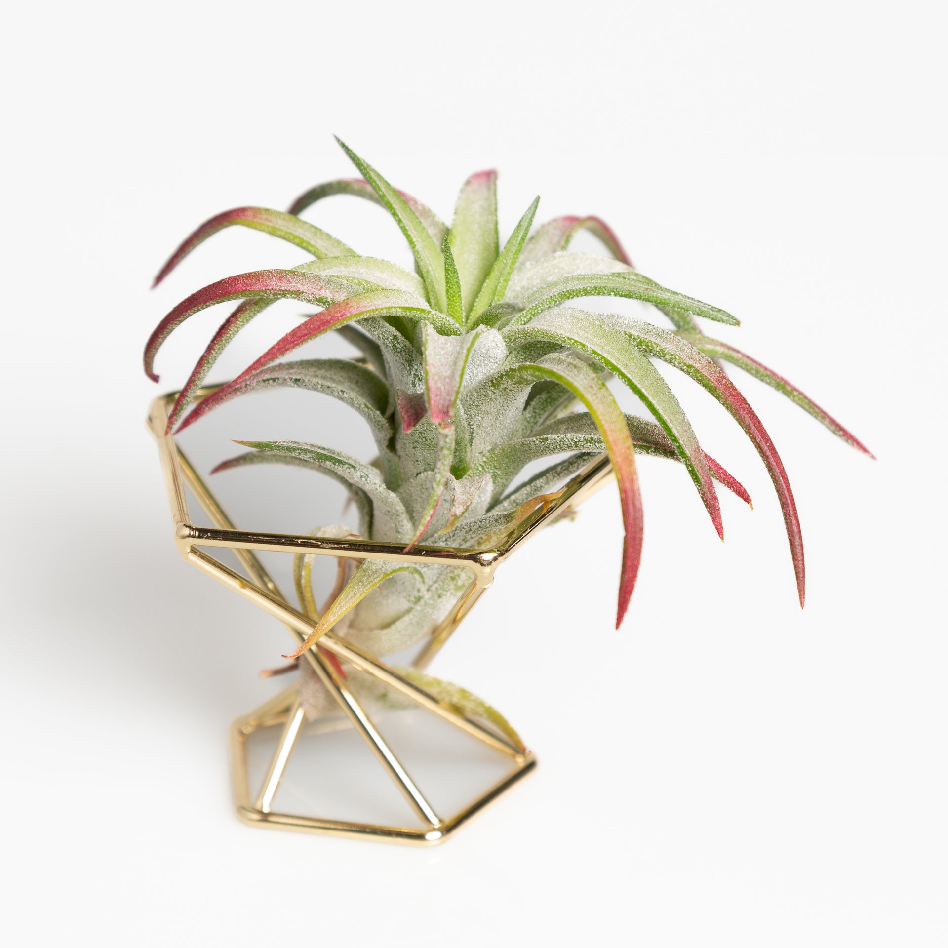 Gold Geometric Air Plant Stand - Urban Sprouts