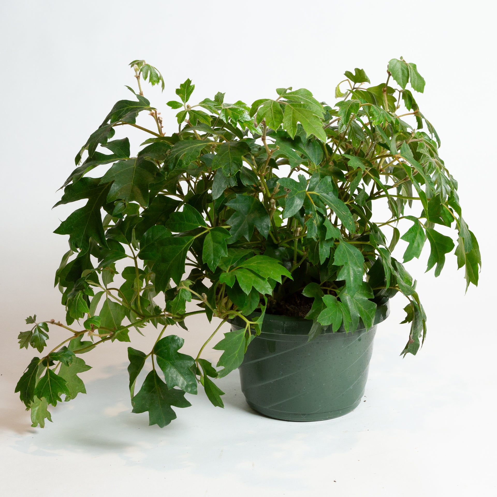 ivy house plants Grape Ivy 'Oak Leaf' 6"
