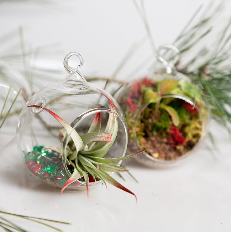 12/14 @ 2:00 Terrarium Ornaments Workshop - Urban Sprouts