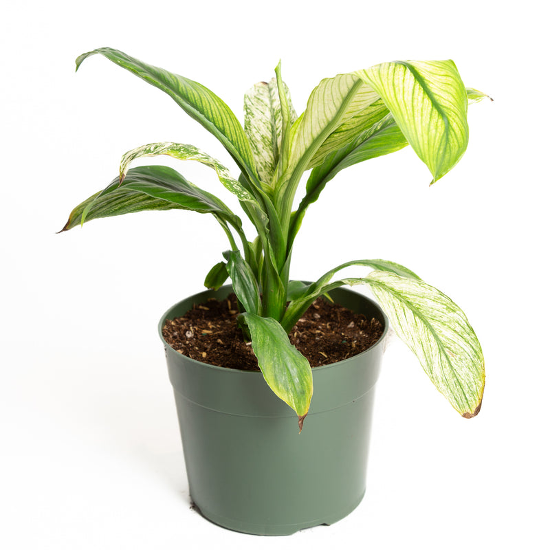 Peace Lily 'Sensation - Variegated' 6" - Urban Sprouts