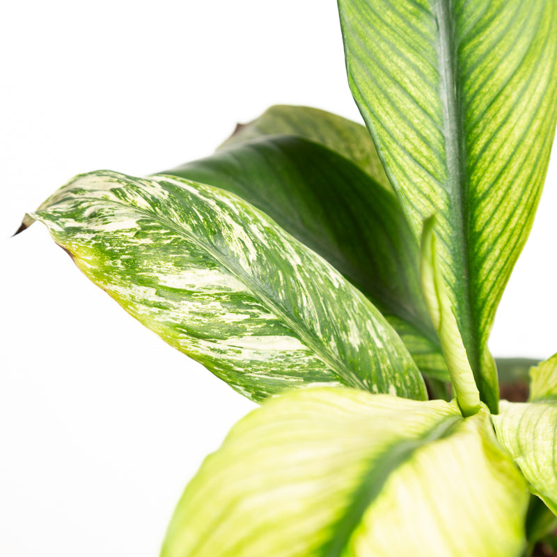 Peace Lily 'Sensation - Variegated' 6" - Urban Sprouts