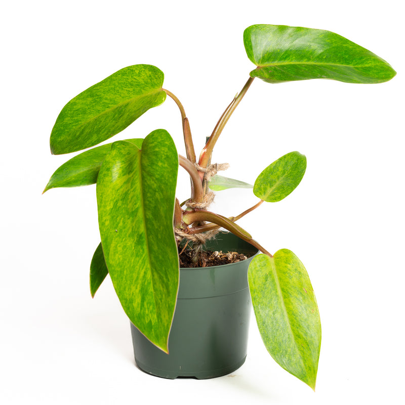 Philodendron 'Painted Lady' 6" - Urban Sprouts