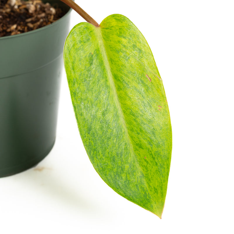 Philodendron 'Painted Lady' 6" - Urban Sprouts