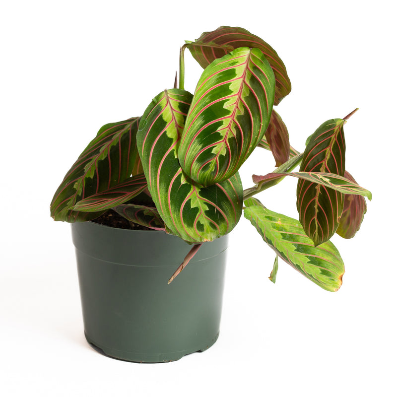 Prayer Plant 'Red Veined' 6"