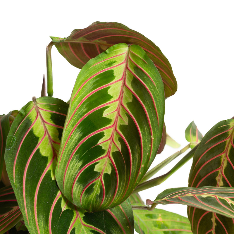 Prayer Plant 'Red Veined' 6"