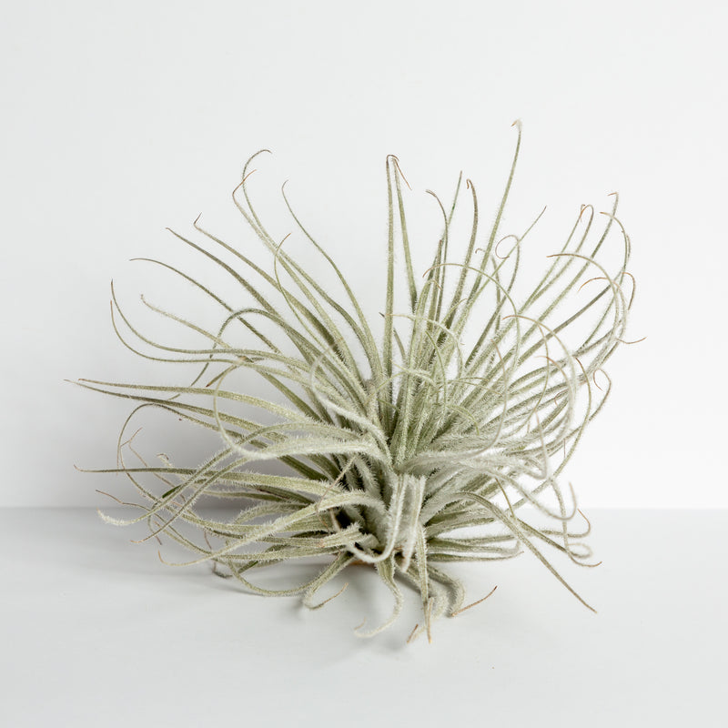 Air Plant 'Tectorum Ecuador' 5-7" - Urban Sprouts
