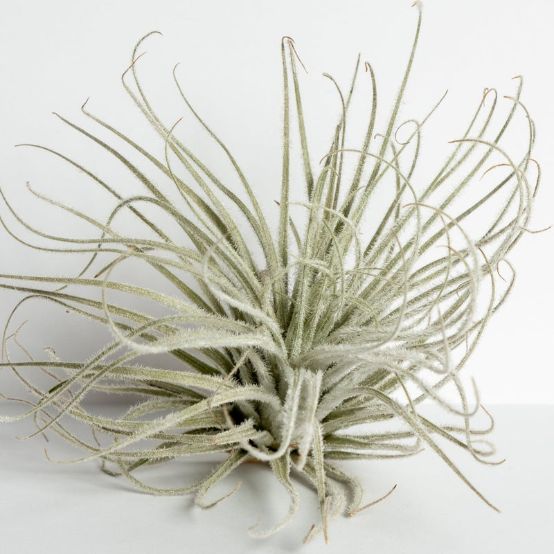 Air Plant 'Tectorum Ecuador' 5-7" - Urban Sprouts