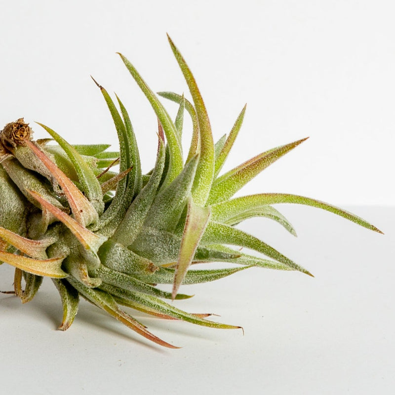 Air Plant 'Ionantha - Vanhyningii ' 3-4" - Urban Sprouts