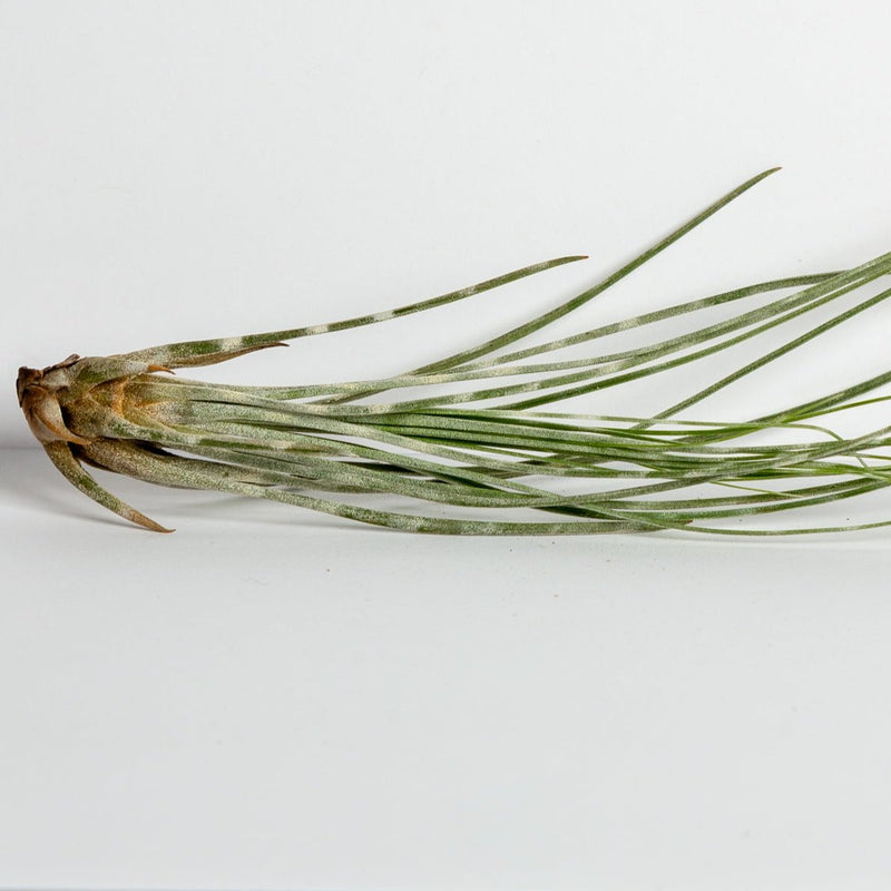 Air Plant 'Juncea - White Stripe' 6-8" - Urban Sprouts
