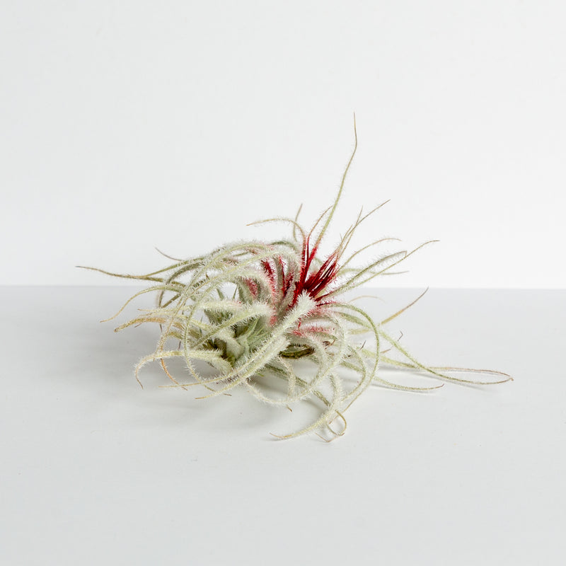 Air Plant 'Tectorum Ecuador - Peppermint' 2-3" - Urban Sprouts