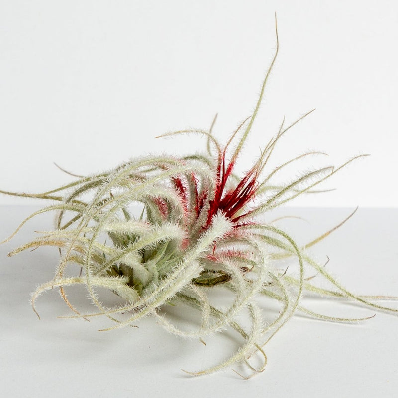 Air Plant 'Tectorum Ecuador - Peppermint' 2-3" - Urban Sprouts