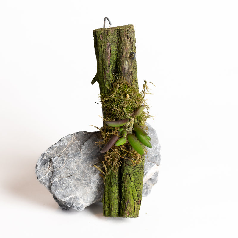 Orchid - Dendrobium prenticei - Urban Sprouts