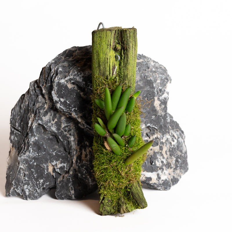 Orchid - Dendrobium prenticei - Urban Sprouts