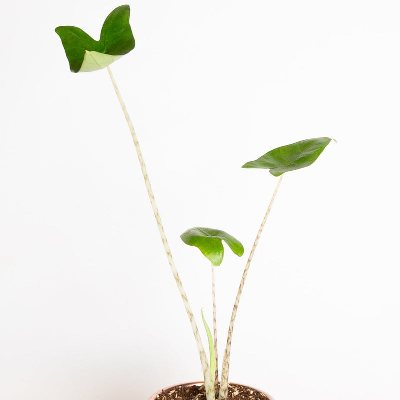 Elephant Ear "Zebrina" 4" - Urban Sprouts