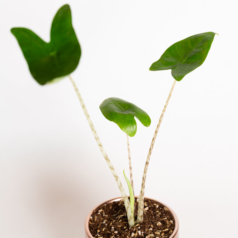 Elephant Ear "Zebrina" 4" - Urban Sprouts
