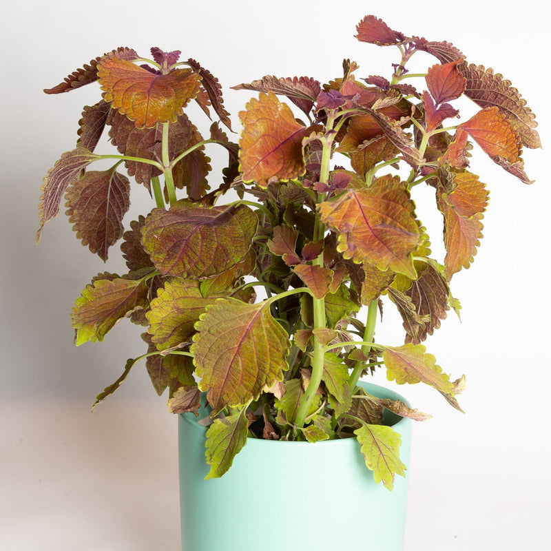 Coleus 'Main Street Wall Street' 6" - Urban Sprouts