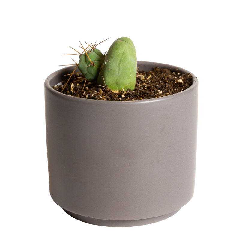 Cactus 'Penis' 4" - Urban Sprouts