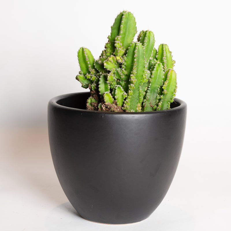 Cactus 'Fairy Castle' 6" - Urban Sprouts