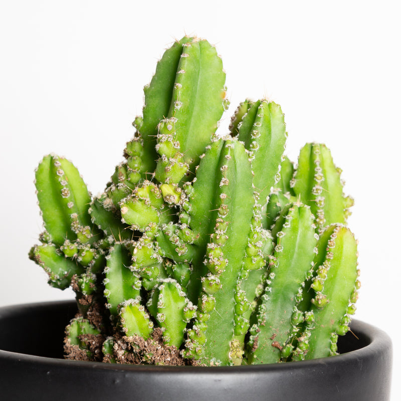 Cactus 'Fairy Castle' 6" - Urban Sprouts