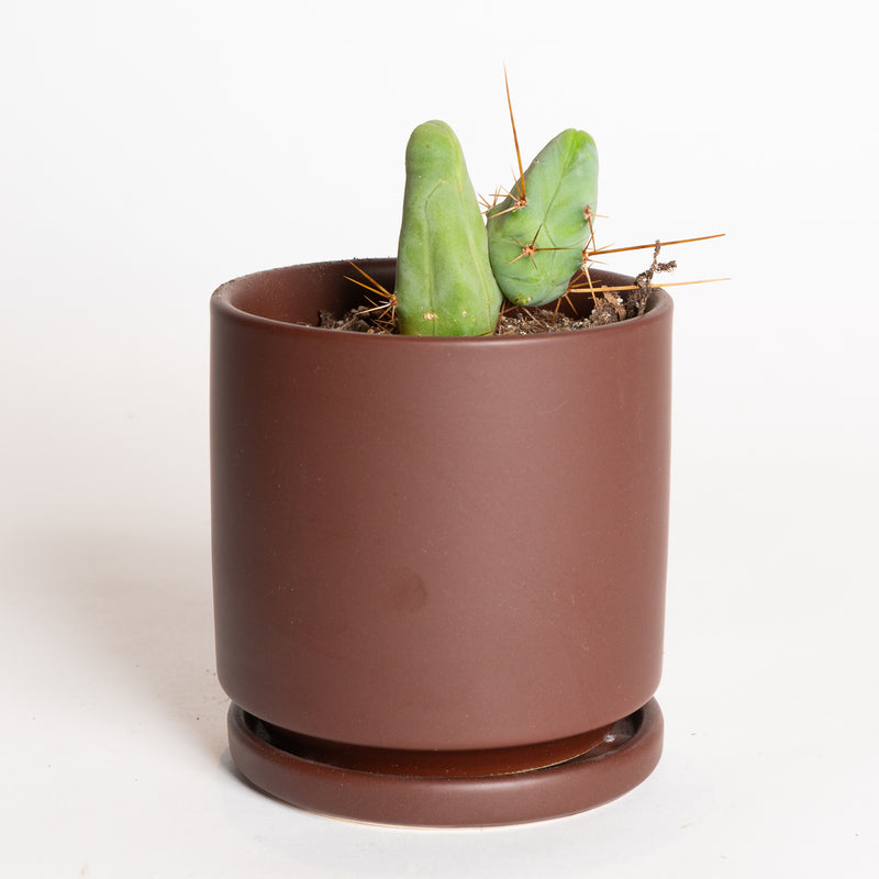 Cactus 'Penis' 4" - Urban Sprouts