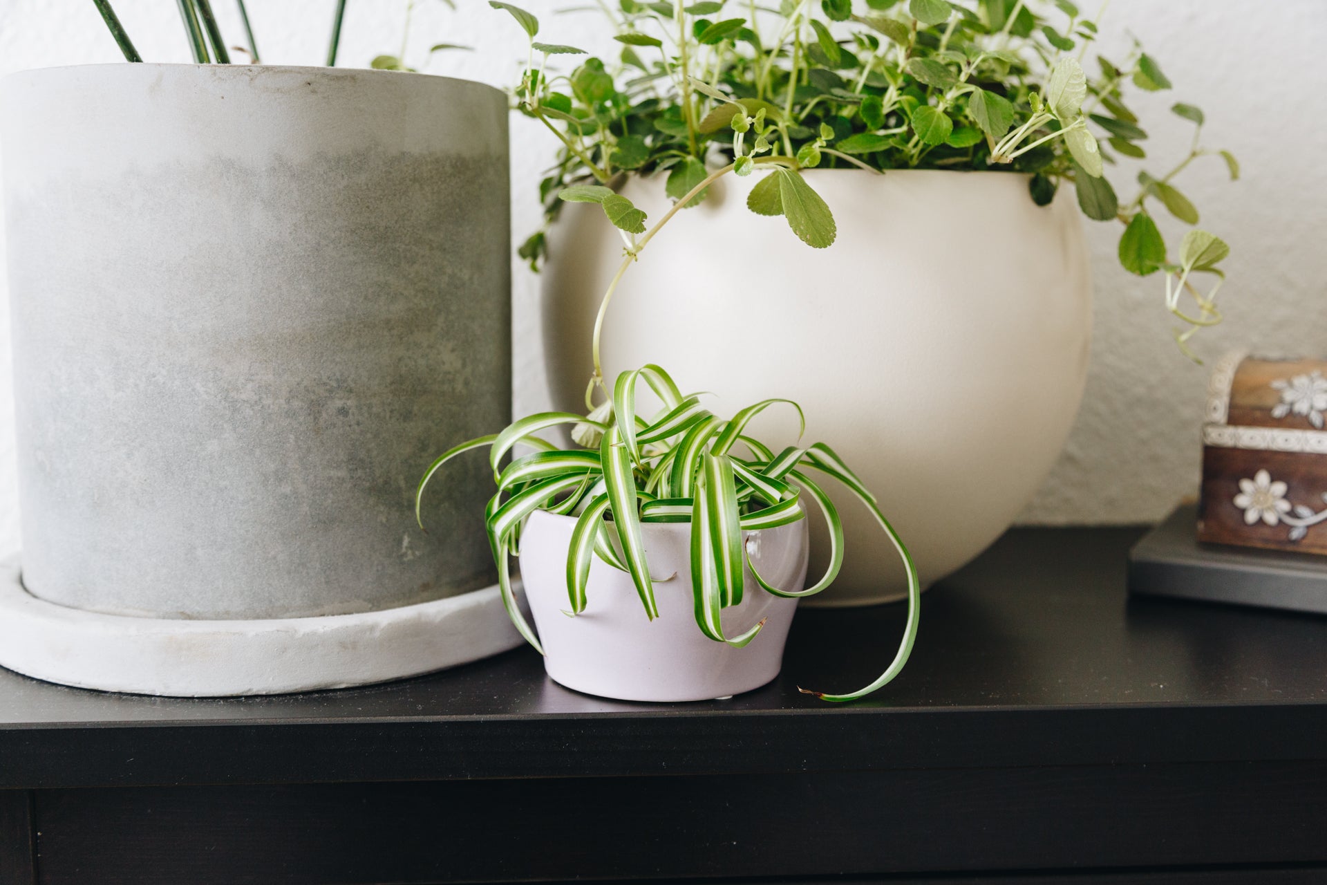 Urban Sprouts
