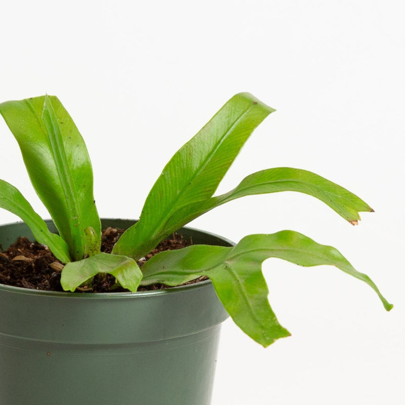 Fern Bird's Nest - 'Crissie' 4" - Urban Sprouts