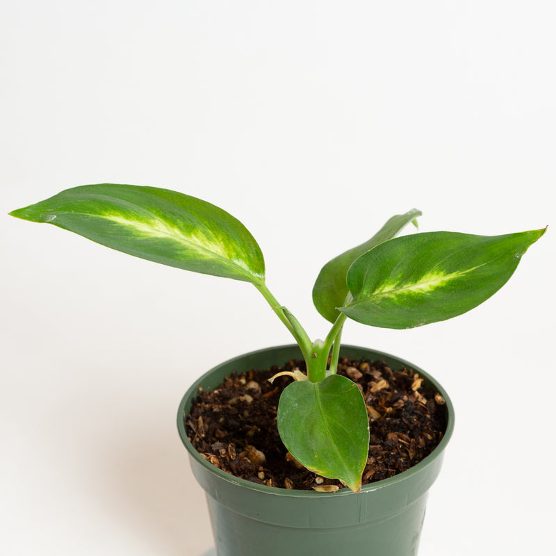 Dieffenbachia 'Camille' 4" - Urban Sprouts