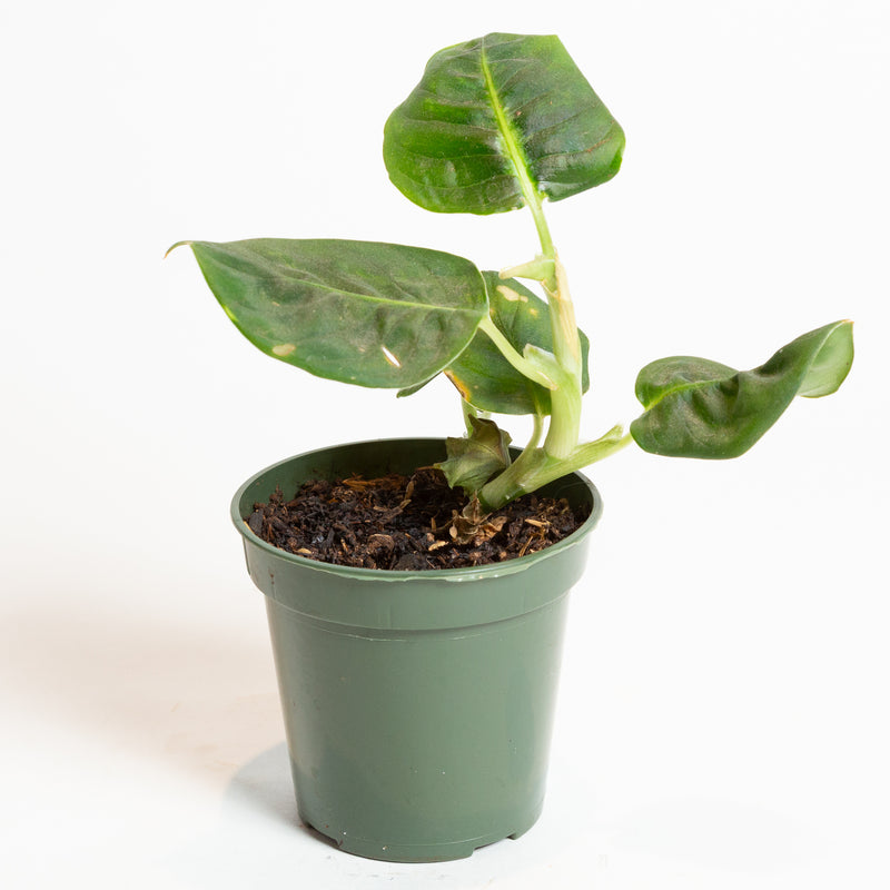 Dieffenbachia 'Reflector' 4" - Urban Sprouts