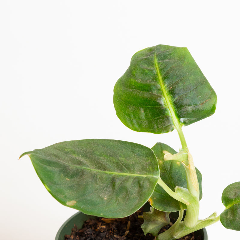 Dieffenbachia 'Reflector' 4" - Urban Sprouts