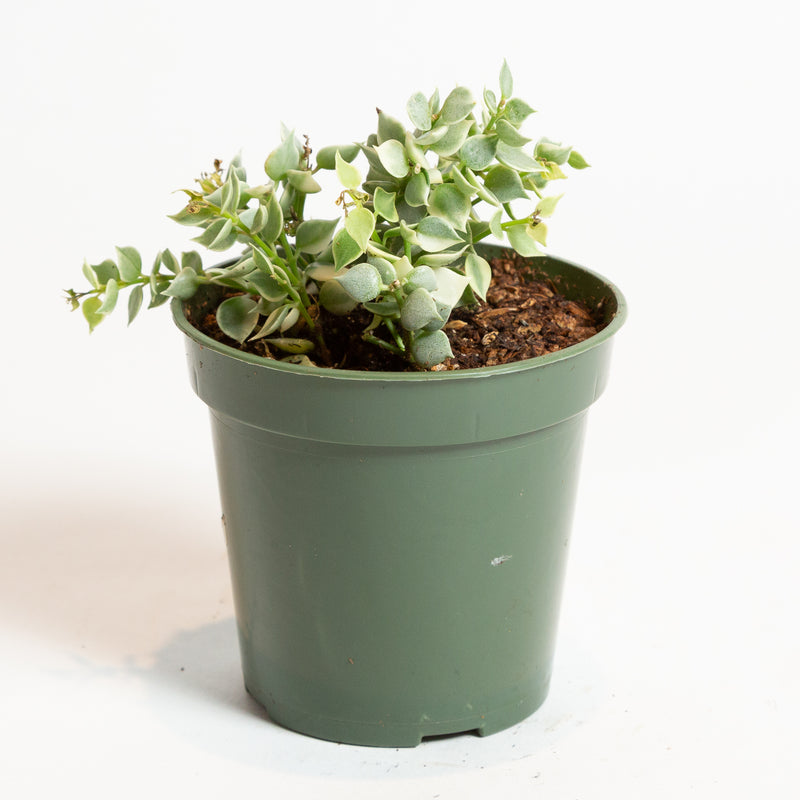 Dischidia 'Million Hearts Vine - Variegated' 4" - Urban Sprouts