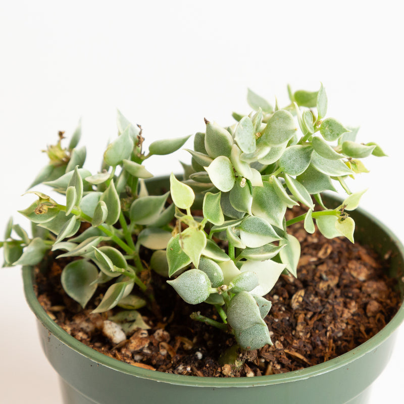 Dischidia 'Million Hearts Vine - Variegated' 4" - Urban Sprouts