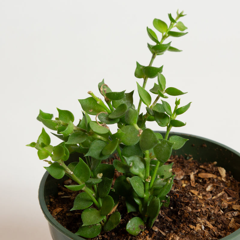 Dischidia 'Million Hearts Vine' 4" - Urban Sprouts