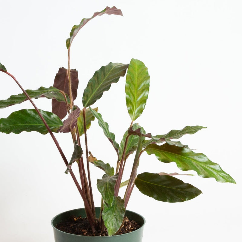 Calathea 'Velvet' 6" - Urban Sprouts