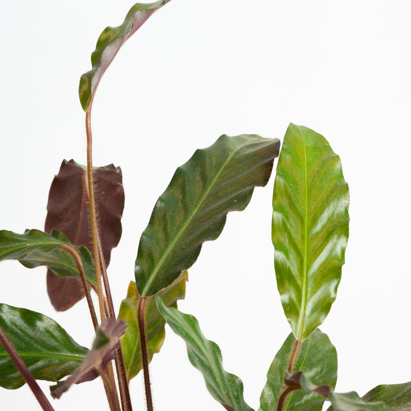 Calathea 'Velvet' 6" - Urban Sprouts