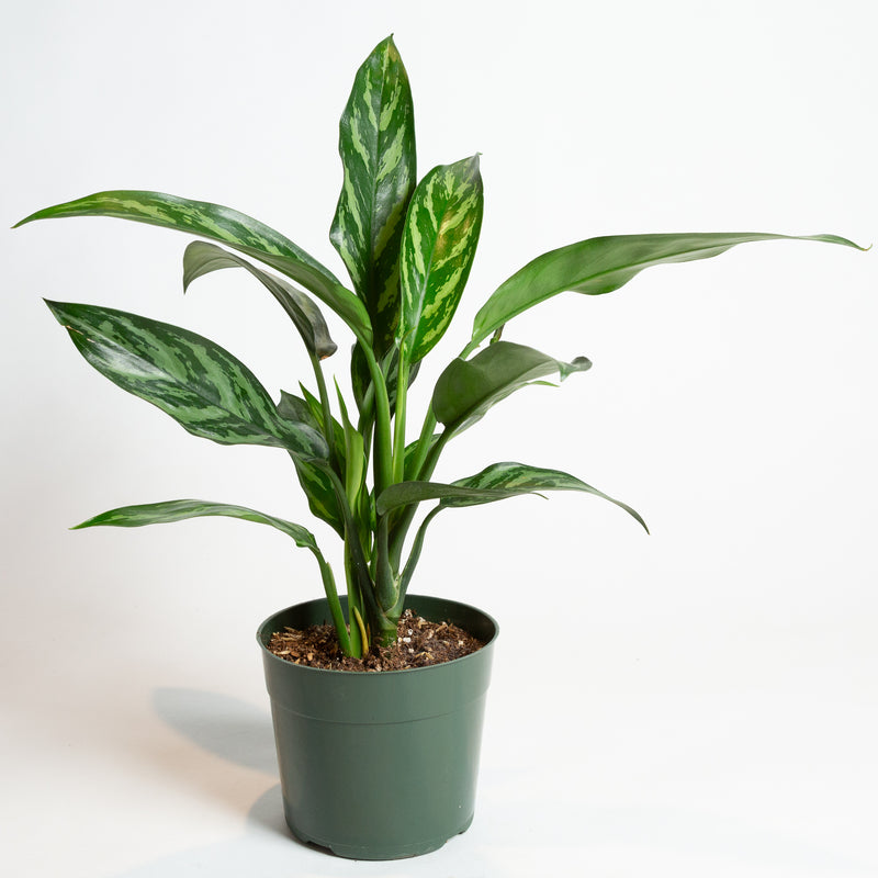 Chinese Evergreen 'Tigress' 6" - Urban Sprouts
