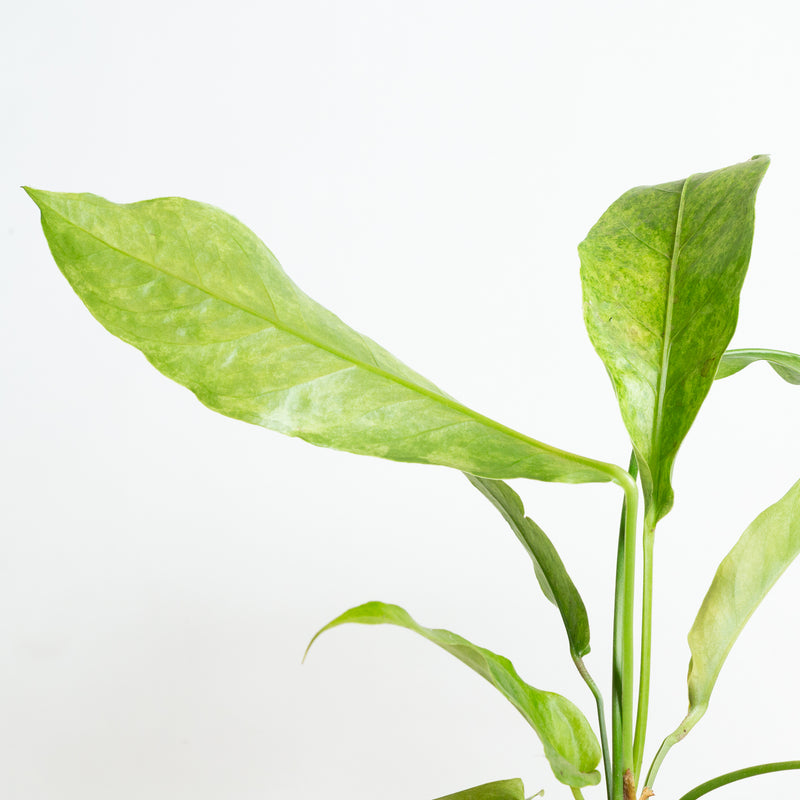 Flamingo Flower 'Renaissance' 6" - Urban Sprouts