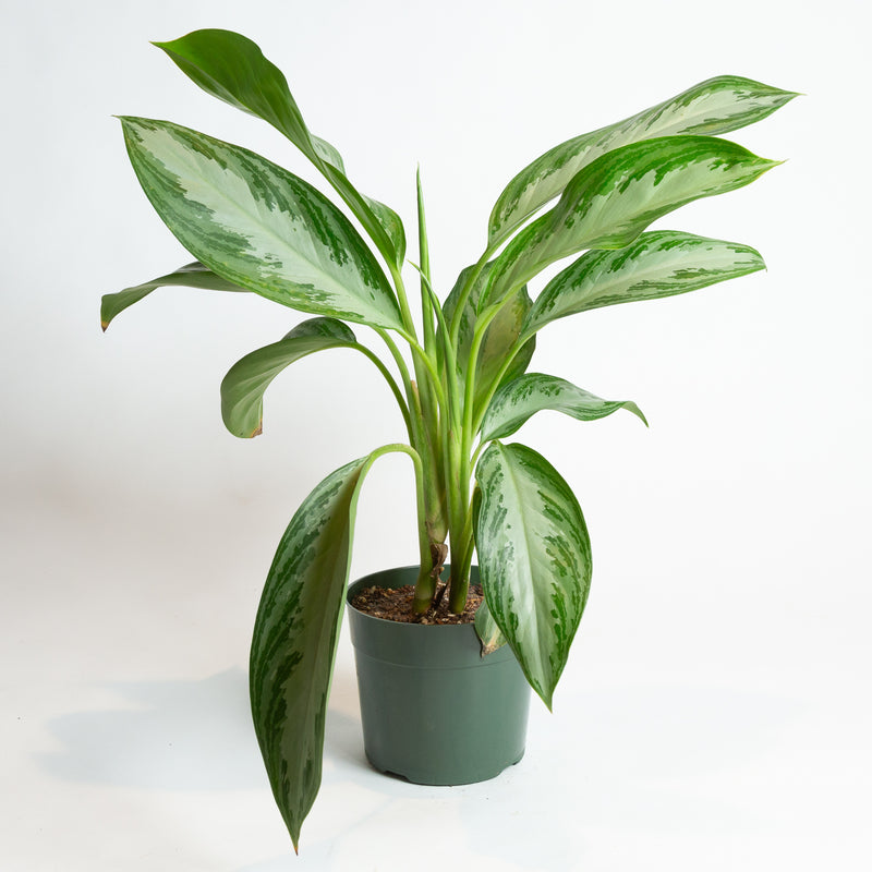 Chinese Evergreen 'Silver Bay' 6" - Urban Sprouts