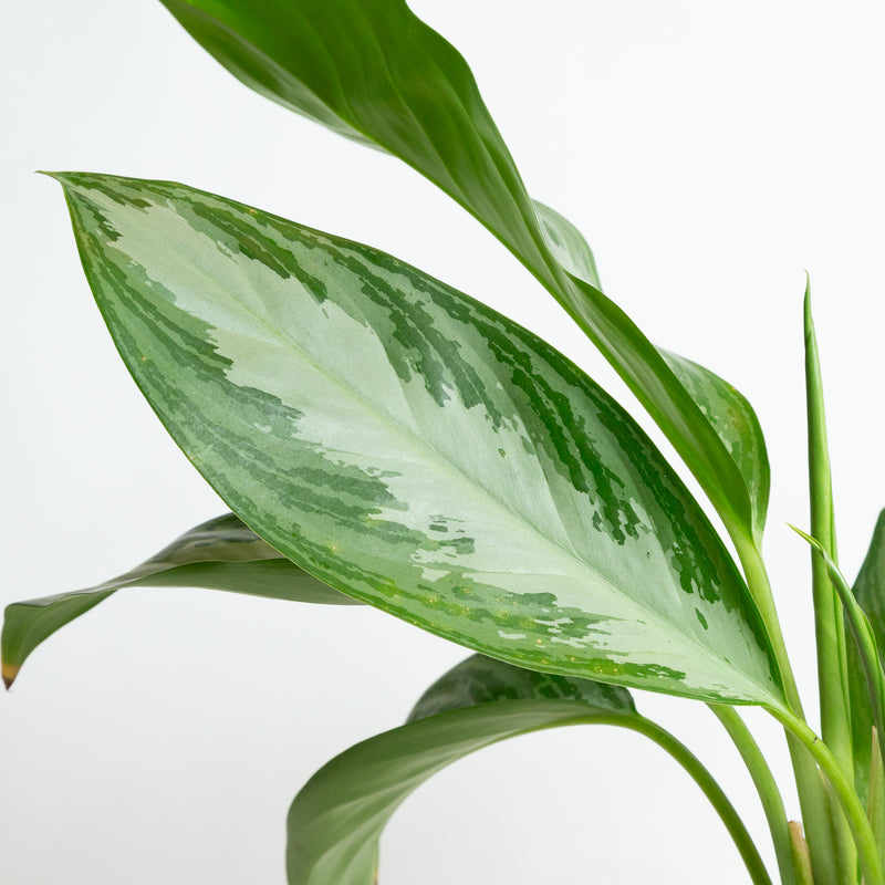 Chinese Evergreen 'Silver Bay' 6" - Urban Sprouts