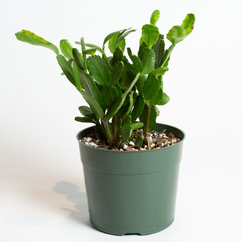 Cactus 'Spring' 6" - Urban Sprouts
