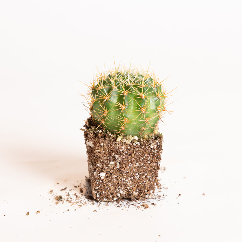 Cactus 'White Barrel' 4" - Urban Sprouts