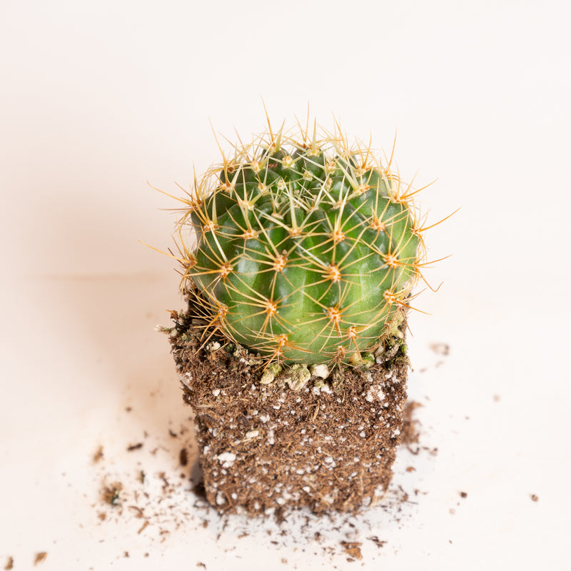 Cactus 'White Barrel' 4" - Urban Sprouts