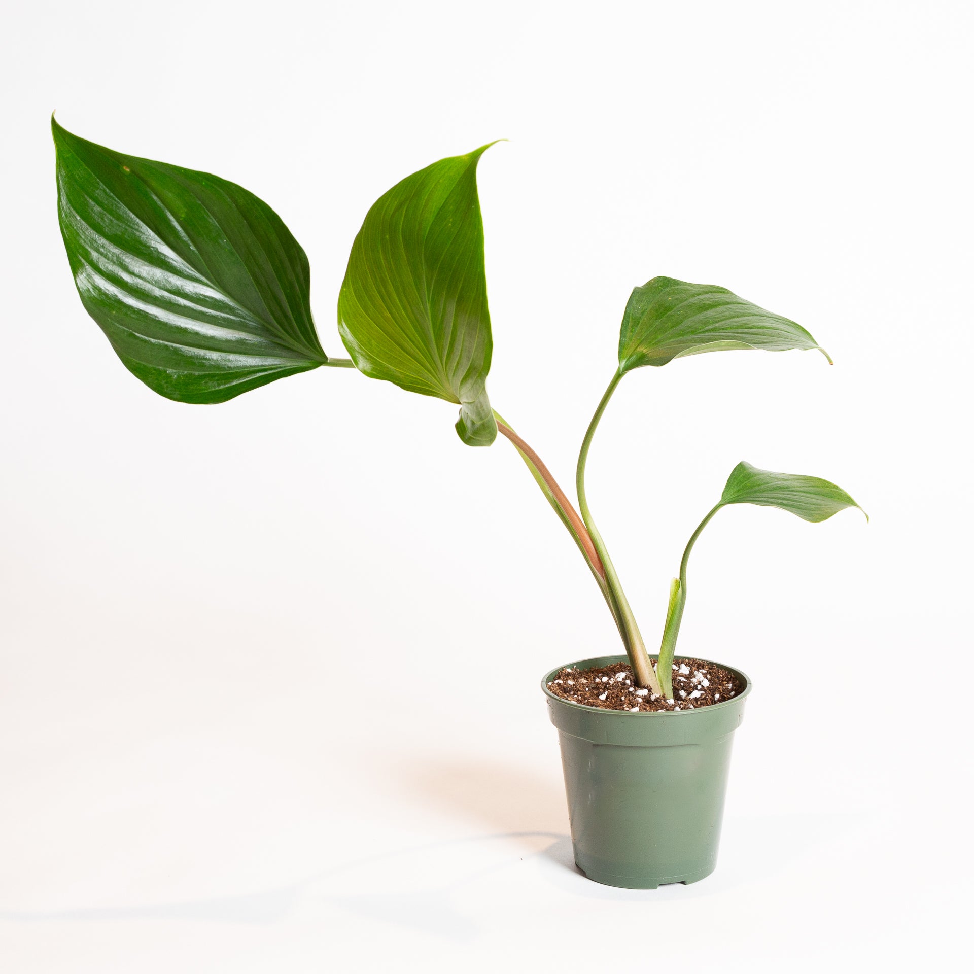 philodendron emerald gem Homalomena 'Emerald Gem' 4"