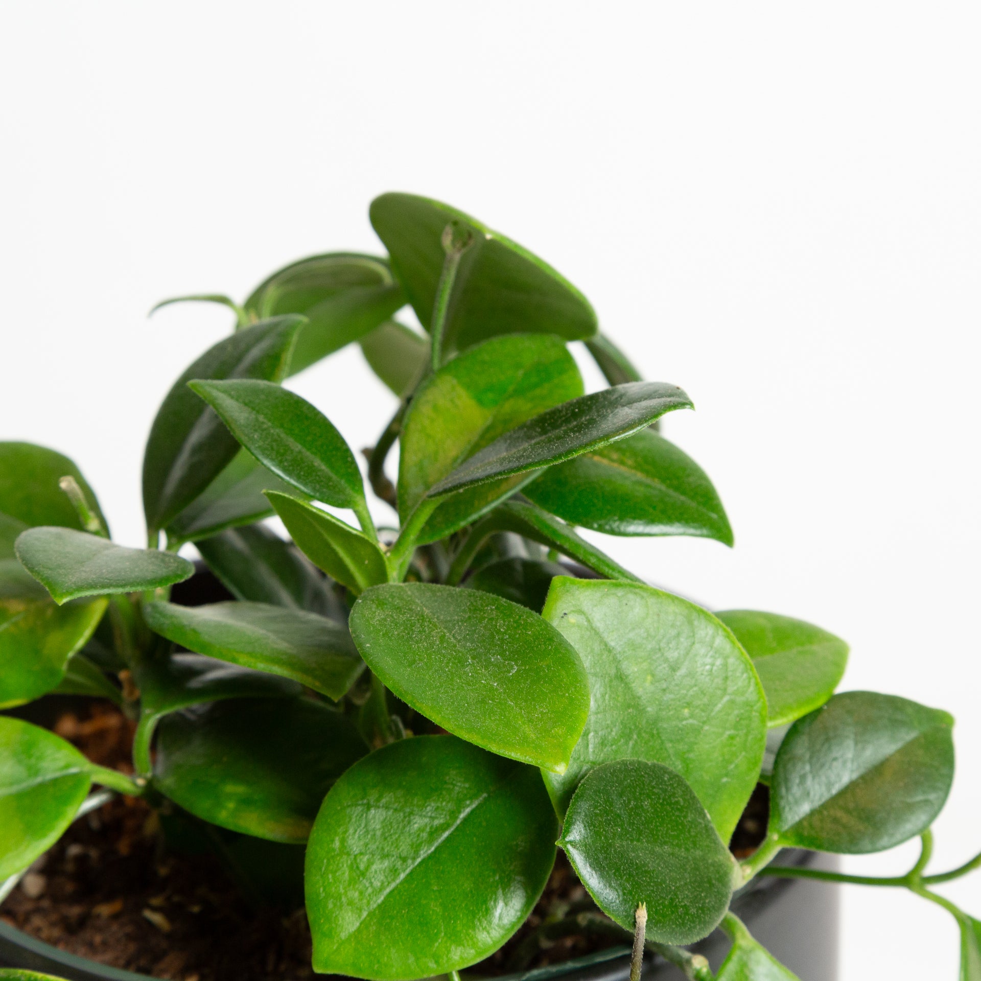 Hoya 'Australis' 6" - Urban Sprouts