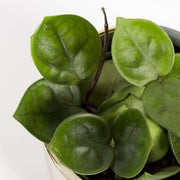 Hoya 'Chelsea' 4" - Urban Sprouts