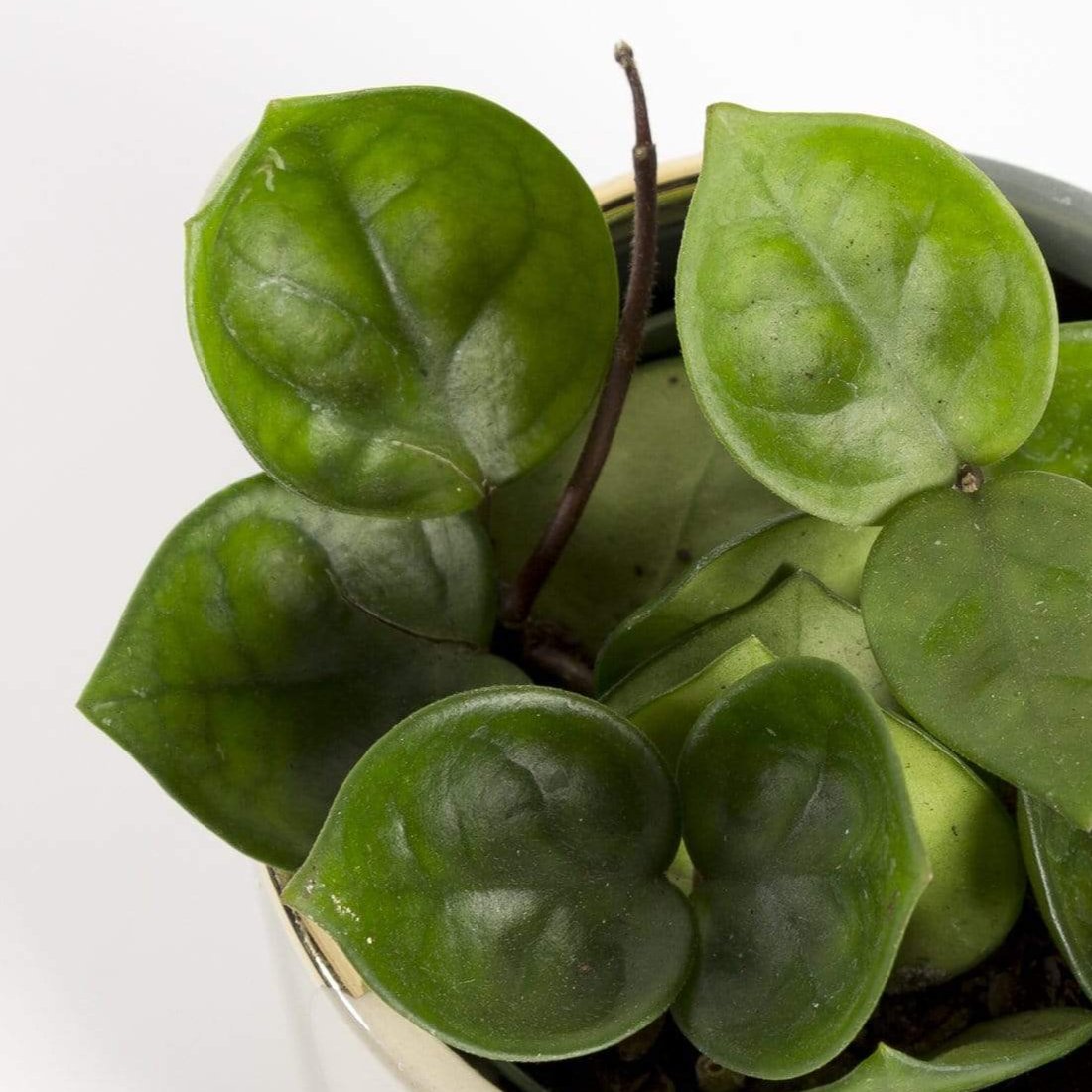 Hoya 'Chelsea' 4" - Urban Sprouts