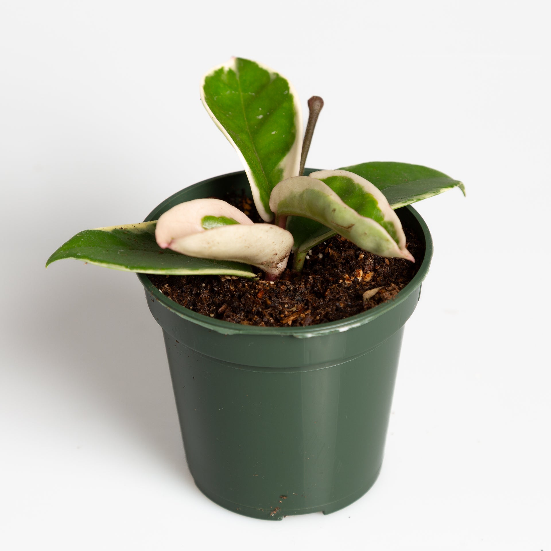 Hoya 'Krimson Queen' 4" - Urban Sprouts