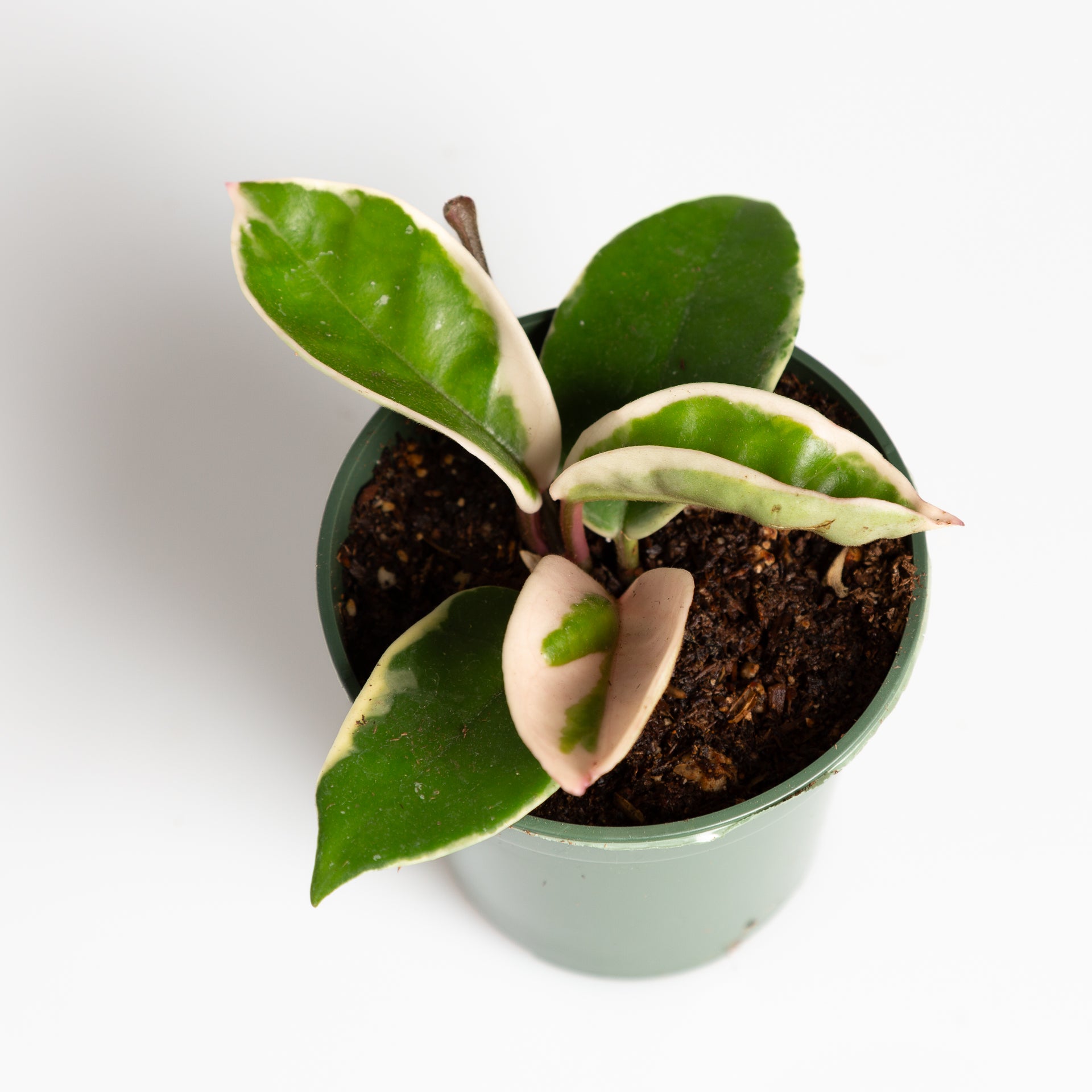 Hoya 'Krimson Queen' 4" - Urban Sprouts